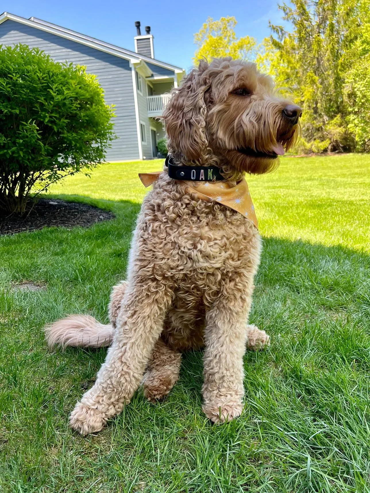 Personalized Dog Collar
