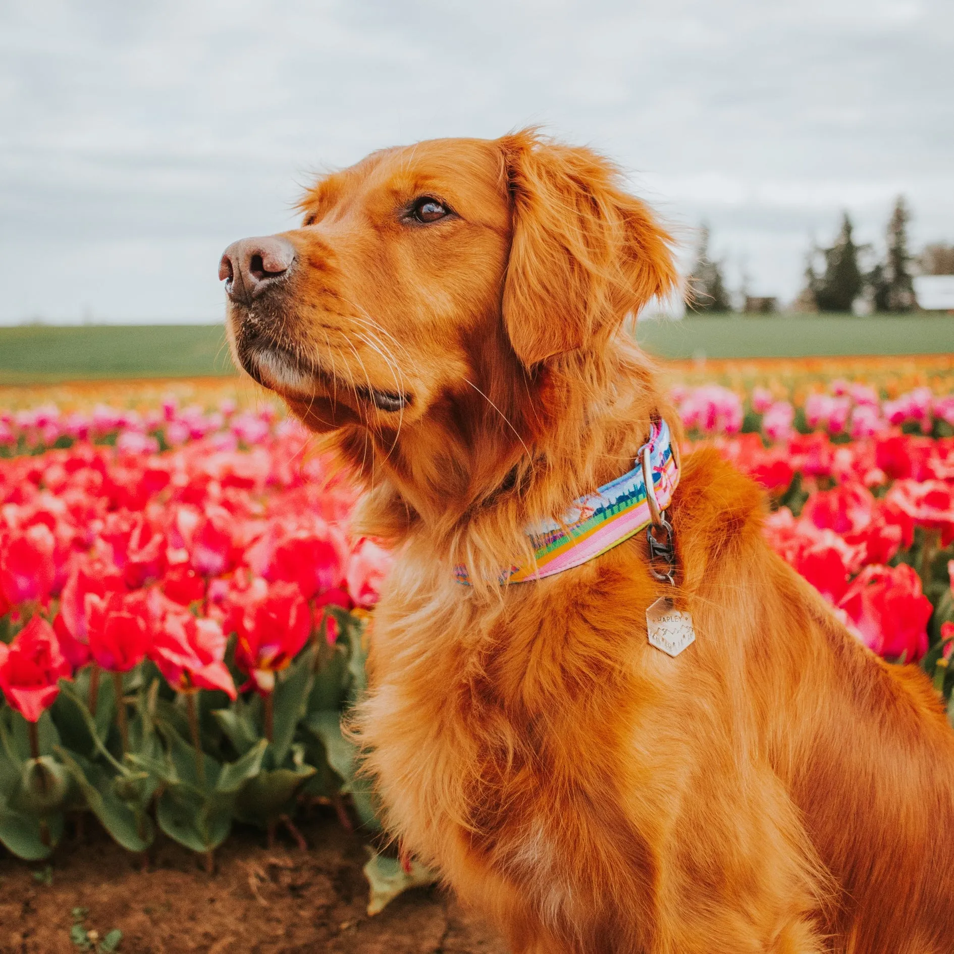 Woodburn Dog Collar