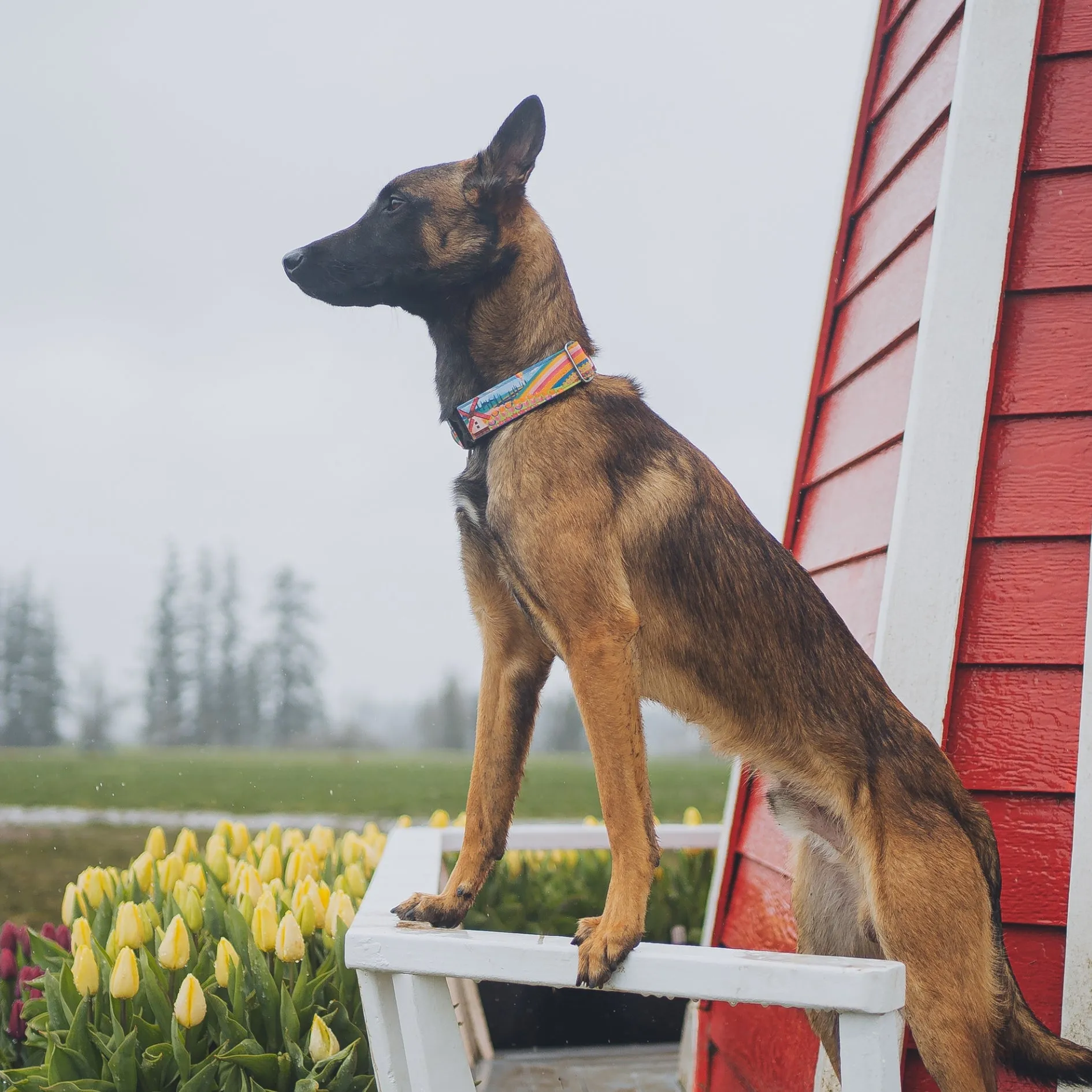 Woodburn Dog Collar